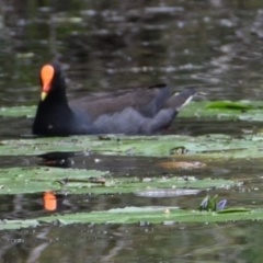 Gallinula tenebrosa at Victoria Point, QLD - 18 Jan 2024 12:49 PM