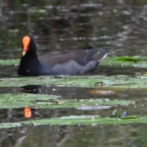 Gallinula tenebrosa at Victoria Point, QLD - 18 Jan 2024