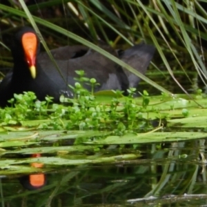 Gallinula tenebrosa at Victoria Point, QLD - 18 Jan 2024