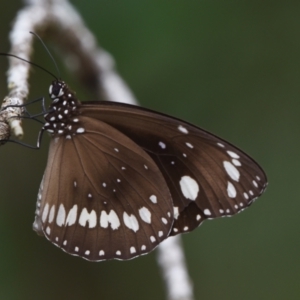 Euploea corinna at Victoria Point, QLD - 18 Jan 2024