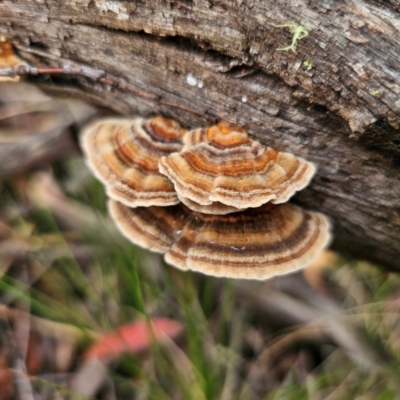 Trametes versicolor (Turkey Tail) at South East Forest National Park - 18 Jan 2024 by Csteele4