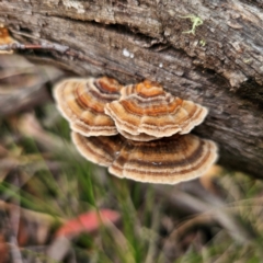 Trametes versicolor (Turkey Tail) at Glen Allen, NSW - 18 Jan 2024 by Csteele4