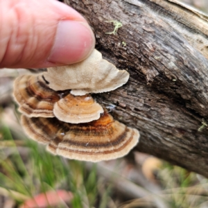 Trametes versicolor at Nunnock Swamp - 18 Jan 2024 03:25 PM