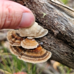 Trametes versicolor at Nunnock Swamp - 18 Jan 2024 03:25 PM