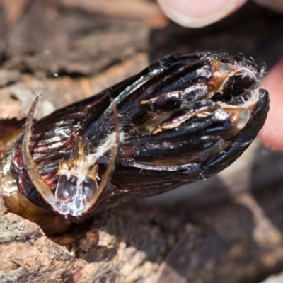 Cossidae (immature) (A Wood moth (Cossidae)) at South East Forest National Park - 18 Jan 2024 by AlisonMilton