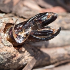 Cossidae (immature) at South East Forest National Park - 18 Jan 2024