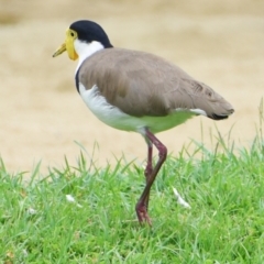 Vanellus miles (Masked Lapwing) at Victoria Point, QLD - 18 Jan 2024 by PJH123