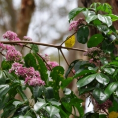 Melicope elleryana (Euodia, Pink Doughwood) at Victoria Point, QLD - 18 Jan 2024 by PJH123