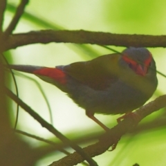 Neochmia temporalis (Red-browed Finch) at Victoria Point, QLD - 18 Jan 2024 by PJH123
