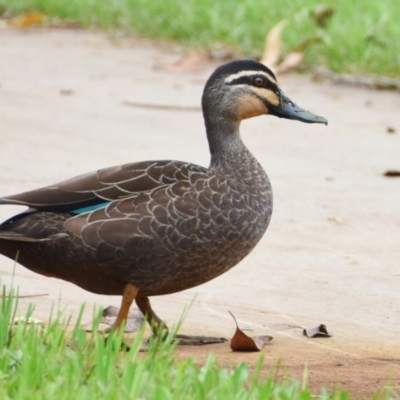 Anas superciliosa (Pacific Black Duck) at Victoria Point, QLD - 18 Jan 2024 by PJH123