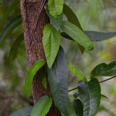 Parsonsia straminea (Common Silkpod) at Victoria Point, QLD - 18 Jan 2024 by PJH123