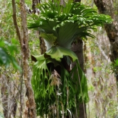 Platycerium superbum (Staghorn Fern) at Victoria Point, QLD - 18 Jan 2024 by PJH123