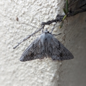 Cyneoterpna wilsoni at Holder, ACT - 18 Jan 2024