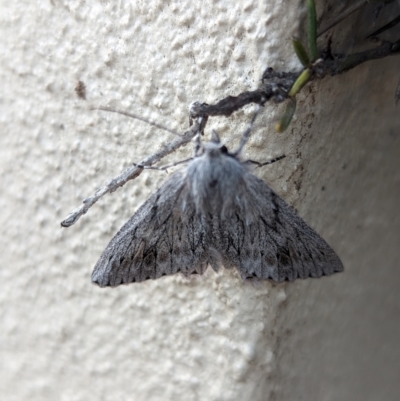 Cyneoterpna wilsoni (Cyneoterpna wilsoni) at Holder, ACT - 18 Jan 2024 by Miranda