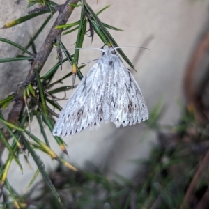 Cyneoterpna wilsoni at Holder, ACT - 18 Jan 2024