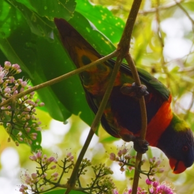 Trichoglossus moluccanus (Rainbow Lorikeet) at Victoria Point, QLD - 18 Jan 2024 by PJH123