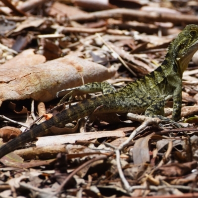 Intellagama lesueurii lesueurii at Victoria Point, QLD - 18 Jan 2024 by PJH123