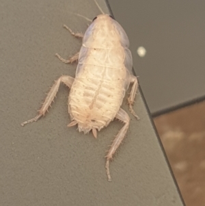 Blattidae sp. (family) at Holt, ACT - suppressed