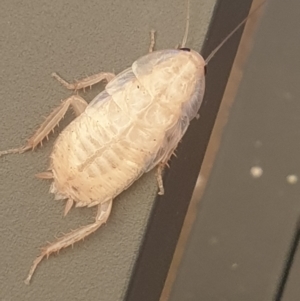 Blattidae sp. (family) at Holt, ACT - suppressed