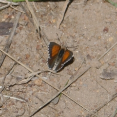 Lucia limbaria (Chequered Copper) at Lyons, ACT - 18 Jan 2024 by ran452