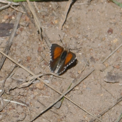 Lucia limbaria (Chequered Copper) at Lyons, ACT - 18 Jan 2024 by ran452