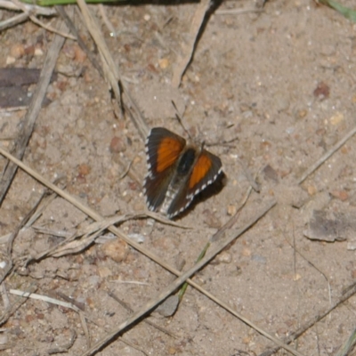 Lucia limbaria (Chequered Copper) at Lyons, ACT - 17 Jan 2024 by ran452