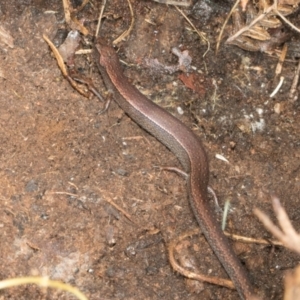 Anepischetosia maccoyi at Glenbog State Forest - 18 Jan 2024 08:58 AM