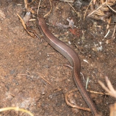 Anepischetosia maccoyi (MacCoy's Skink) at Bemboka, NSW - 17 Jan 2024 by AlisonMilton