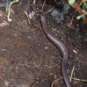 Anepischetosia maccoyi at Glenbog State Forest - 18 Jan 2024 08:58 AM