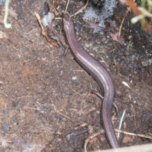 Anepischetosia maccoyi at Glenbog State Forest - 18 Jan 2024 08:58 AM