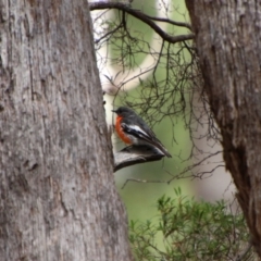 Petroica phoenicea (Flame Robin) at Glen Allen, NSW - 18 Jan 2024 by Csteele4