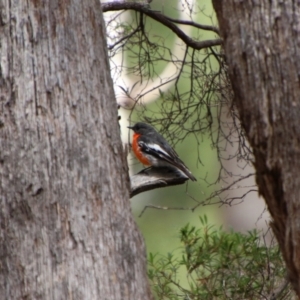 Petroica phoenicea at South East Forest National Park - 18 Jan 2024