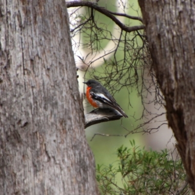 Petroica phoenicea (Flame Robin) at South East Forest National Park - 18 Jan 2024 by Csteele4