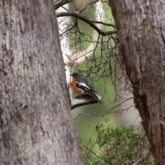 Petroica phoenicea at South East Forest National Park - 18 Jan 2024