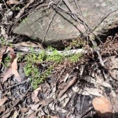 Cheilanthes sieberi (Rock Fern) at Buxton, NSW - 17 Jan 2024 by plants