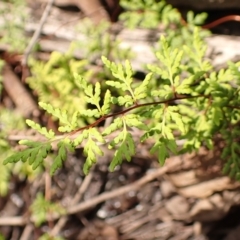 Cheilanthes sieberi at Wingecarribee Local Government Area - 18 Jan 2024