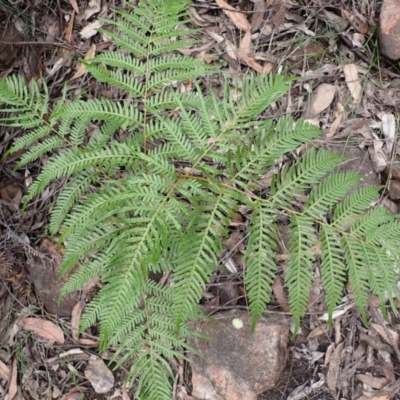 Pteridium esculentum (Bracken) at Bargo State Conservation Area - 17 Jan 2024 by plants