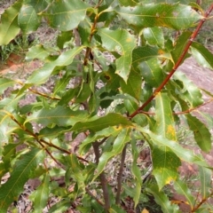 Xylomelum pyriforme (Woody Pear) at Wingecarribee Local Government Area - 17 Jan 2024 by plants