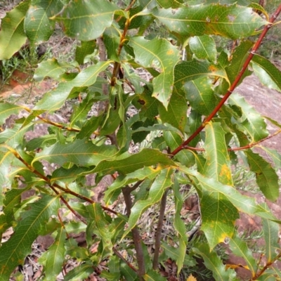 Xylomelum pyriforme (Woody Pear) at Buxton, NSW - 18 Jan 2024 by plants