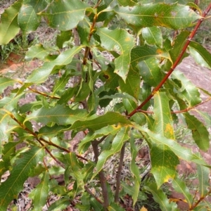 Xylomelum pyriforme at Bargo State Conservation Area - 18 Jan 2024