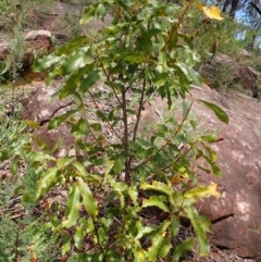 Xylomelum pyriforme at Bargo State Conservation Area - 18 Jan 2024