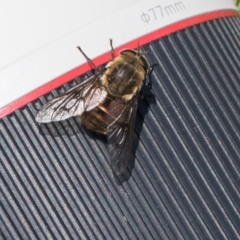 Tabanidae (family) (Unidentified march or horse fly) at Glen Allen, NSW - 18 Jan 2024 by AlisonMilton