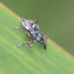 Aoplocnemis rufipes (A weevil) at South East Forest National Park - 18 Jan 2024 by AlisonMilton