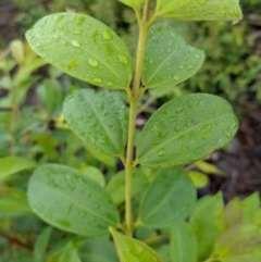 Rhodamnia rubescens at Gleniffer, NSW - suppressed