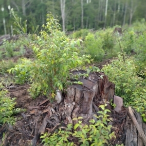 Rhodamnia rubescens at Gleniffer, NSW - suppressed