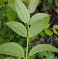 Rhodamnia rubescens at Gleniffer, NSW - suppressed