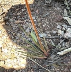 Stylidium graminifolium (grass triggerplant) at Cook, ACT - 19 Jan 2024 by lbradley