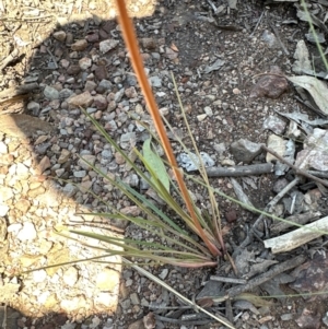 Stylidium graminifolium at Aranda Bushland - 19 Jan 2024