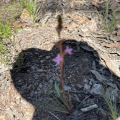 Stylidium graminifolium at Cook, ACT - 19 Jan 2024 11:56 AM