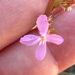 Stylidium graminifolium at Cook, ACT - 19 Jan 2024